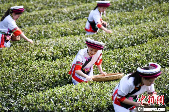 白族村民在茶園采摘。　楊華峰 攝