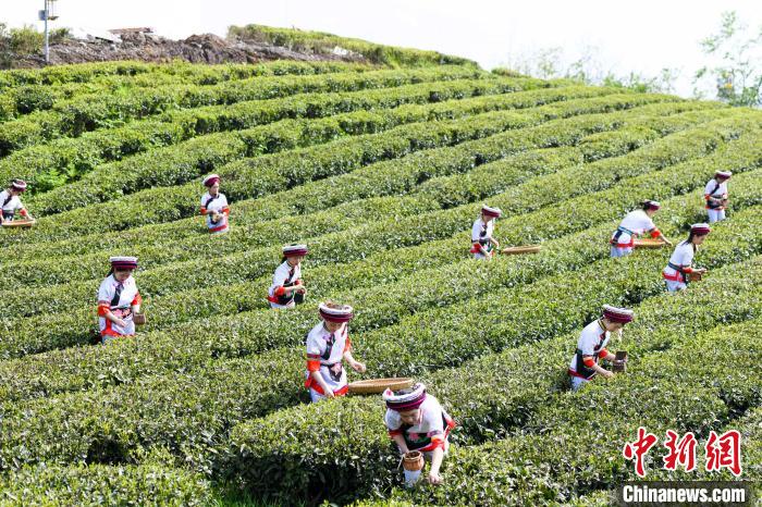 眾多白族村民身著民族服飾走進茶園采摘?！钊A峰 攝