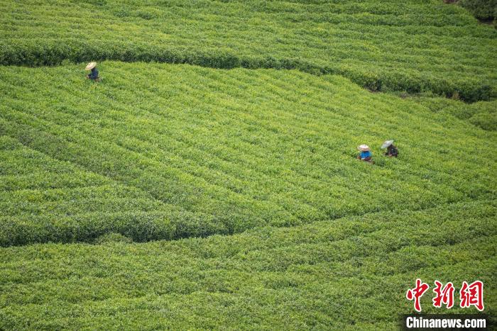 茶農(nóng)采摘谷雨茶?！√普?攝