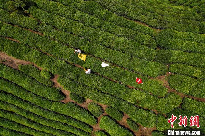 茶農(nóng)正在采摘新鮮茶葉。　唐哲 攝