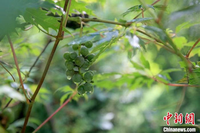 野生動(dòng)物在北京：如何筑牢生物多樣性“保護(hù)網(wǎng)”？