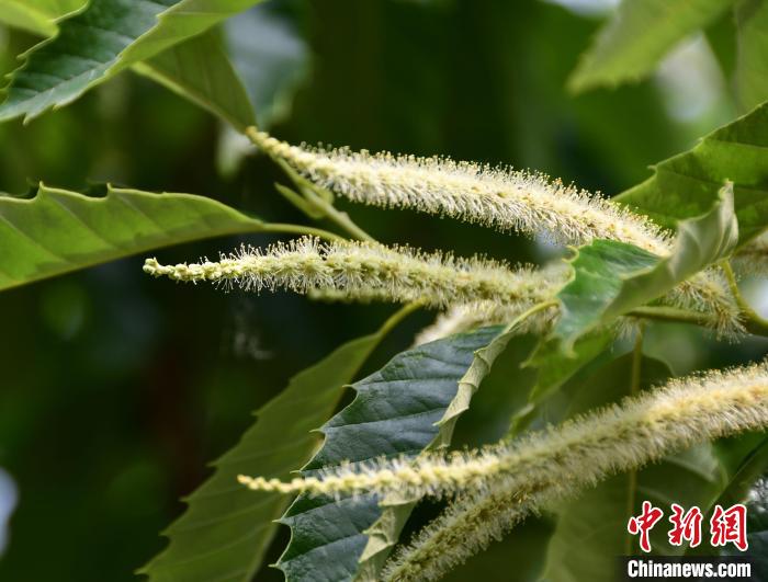 毛茸茸的栗花?！『略破?攝