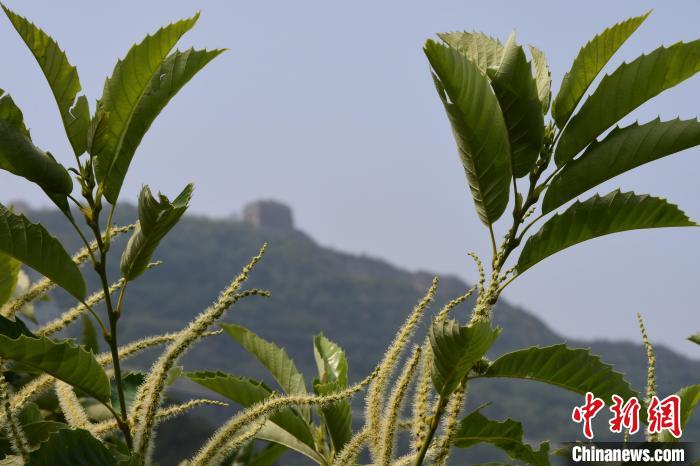 長(zhǎng)城腳下，“栗”花盛開(kāi)?！『略破?攝