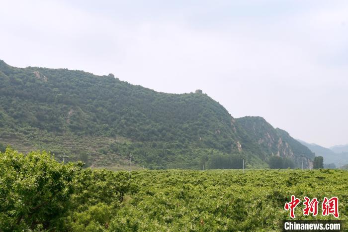 長(zhǎng)城腳下萬(wàn)畝栗花綻放，散發(fā)出淡淡清香?！『略破?攝