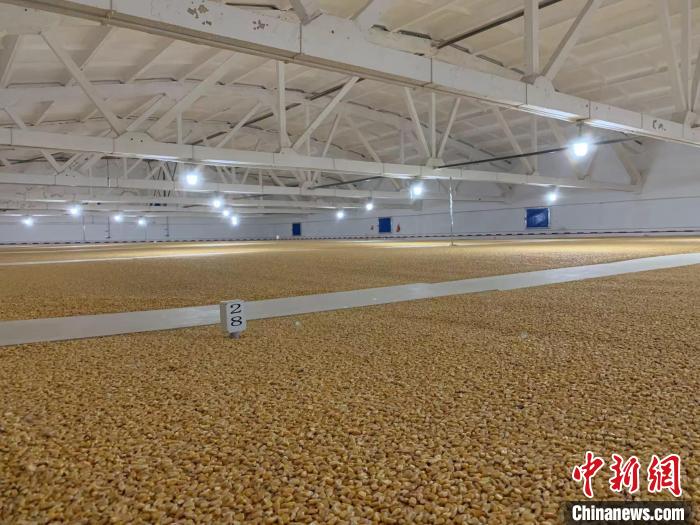 倉內(nèi)清涼干爽、遍地金黃，上千平方米的糧食盡收眼底?！⊥趸萘?攝