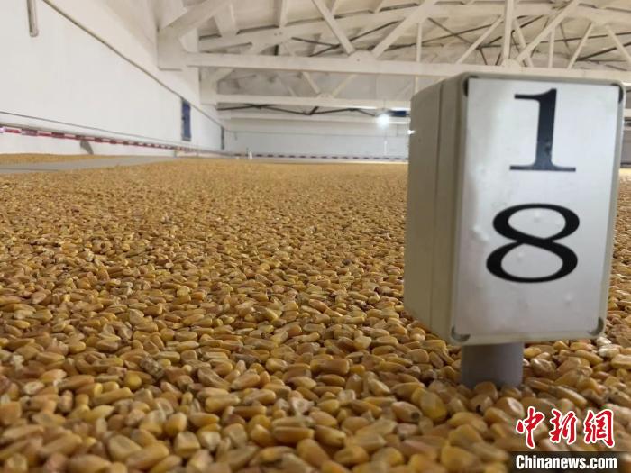 數(shù)千噸的小麥、玉米如同一塊塊被“切平”的巨型蛋糕“鑲嵌”在地面上。　王惠琳 攝