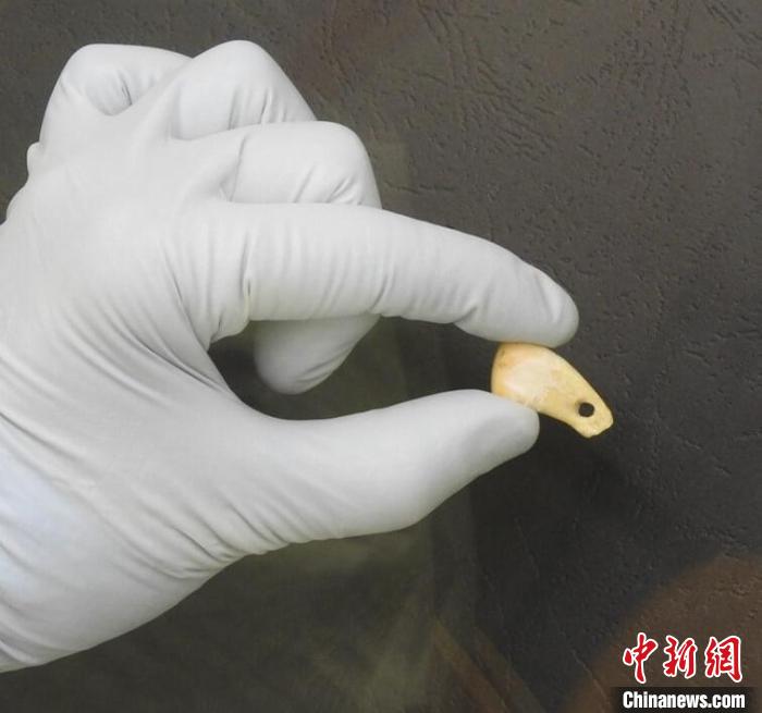 打孔鹿牙墜飾提取DNA后(圖片來(lái)自馬克斯·普朗克演化人類(lèi)學(xué)研究所)。　施普林格·自然 供圖