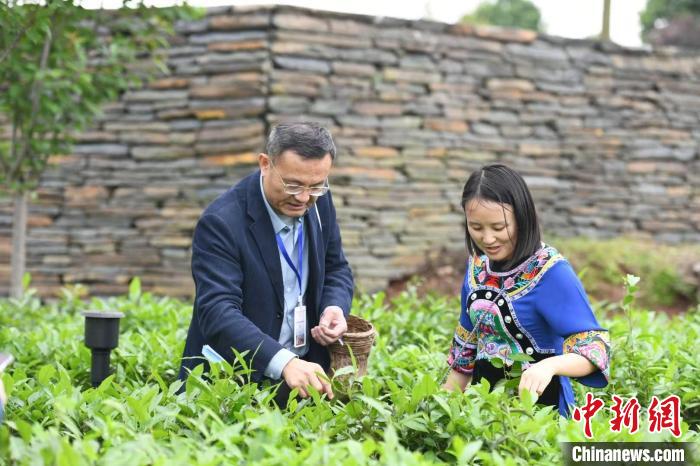 東盟國家媒體記者在辰龍關茶園采茶?！钊A峰 攝
