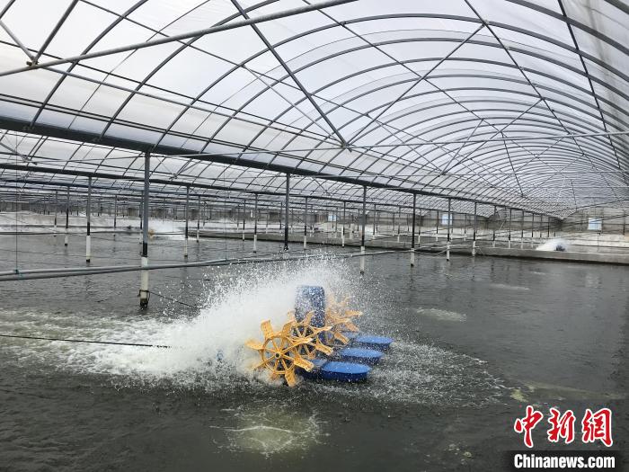 南美白對(duì)蝦養(yǎng)殖基地。　象山蝦蟹科技小院供圖