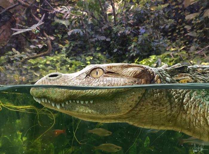 Alligator munensis藝術復原圖(圖片來自Márton Szabó)。　施普林格·自然 供圖