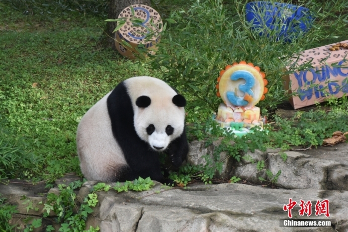 當(dāng)?shù)貢r(shí)間8月21日，旅美大熊貓幼崽“小奇跡”迎來(lái)3周歲生日。華盛頓國(guó)家動(dòng)物園給“小奇跡”舉辦了“生日派對(duì)”，眾多游客前來(lái)給“小奇跡”慶生。<a target='_blank' href='/'><p  align=