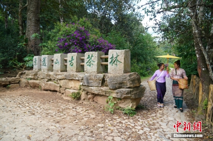 普洱景邁山古茶林文化景觀位于中國云南省普洱市瀾滄拉祜族自治縣惠民鎮(zhèn)。<a target='_blank' href='/' _fcksavedurl='/'><p  align=