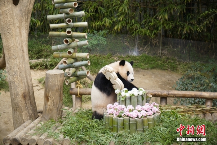 資料圖：旅韓大熊貓“福寶”。<a target='_blank' href='/'><p  align=