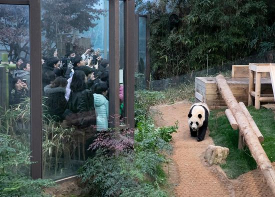 2月20日，韓國民眾在韓國愛寶樂園參觀大熊貓“福寶”。新華社記者姚琪琳攝