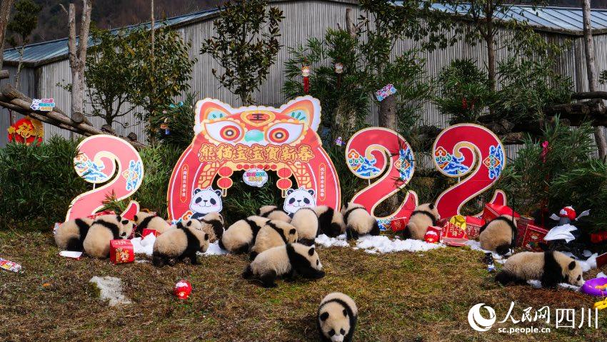 熊貓寶寶賀新春、迎冬奧。李傳有攝
