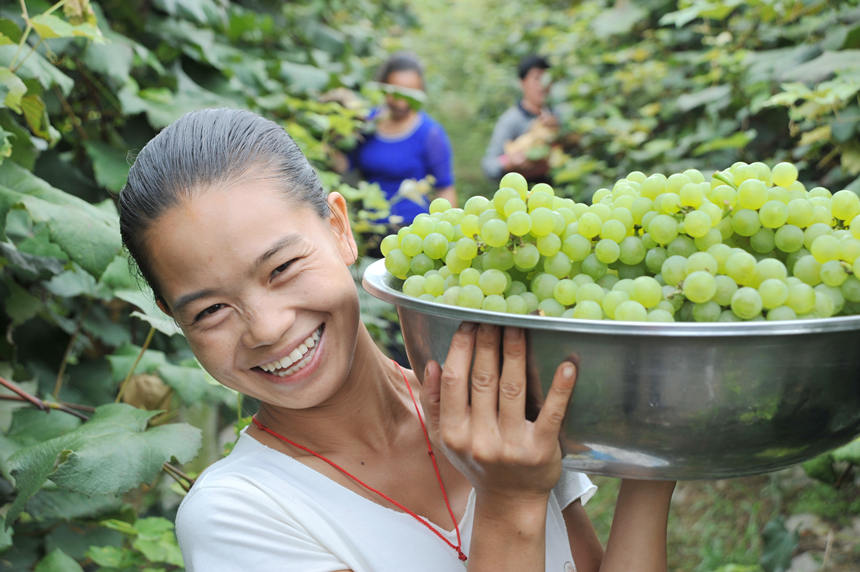 “關(guān)口葡萄谷”正成為花坪鎮(zhèn)域經(jīng)濟(jì)發(fā)展的重要增長(zhǎng)點(diǎn)。