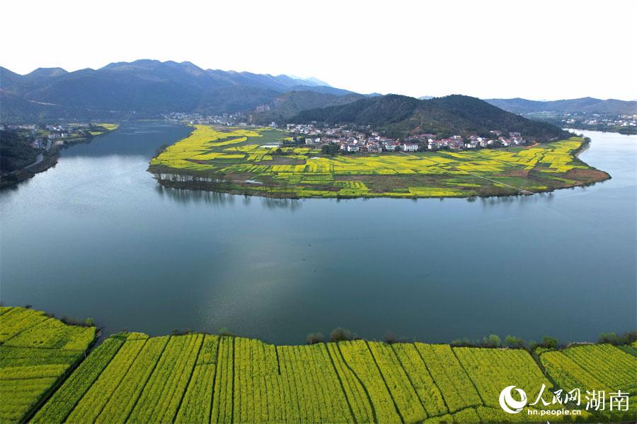 春江水暖，油菜花開。人民網(wǎng) 李芳森攝