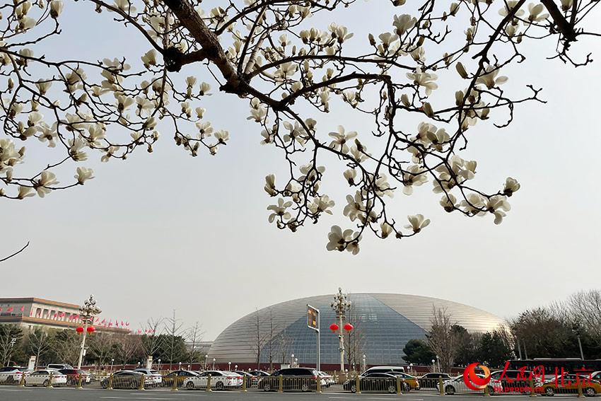 長安街畔玉蘭綻放。人民網(wǎng) 尹星云攝