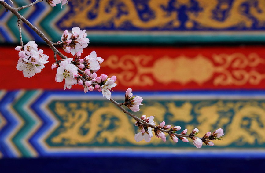 “云”賞桃花相映紅。紅橋區(qū)委宣傳部供圖