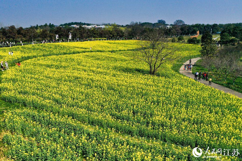 高淳區(qū)椏溪國(guó)際慢城桃花扇廣場(chǎng)油菜花田。劉列攝