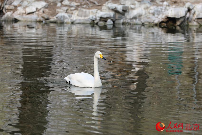 北京動物園水禽湖上，水鳥游弋其中，傳遞春的消息。人民網(wǎng) 尹星云攝