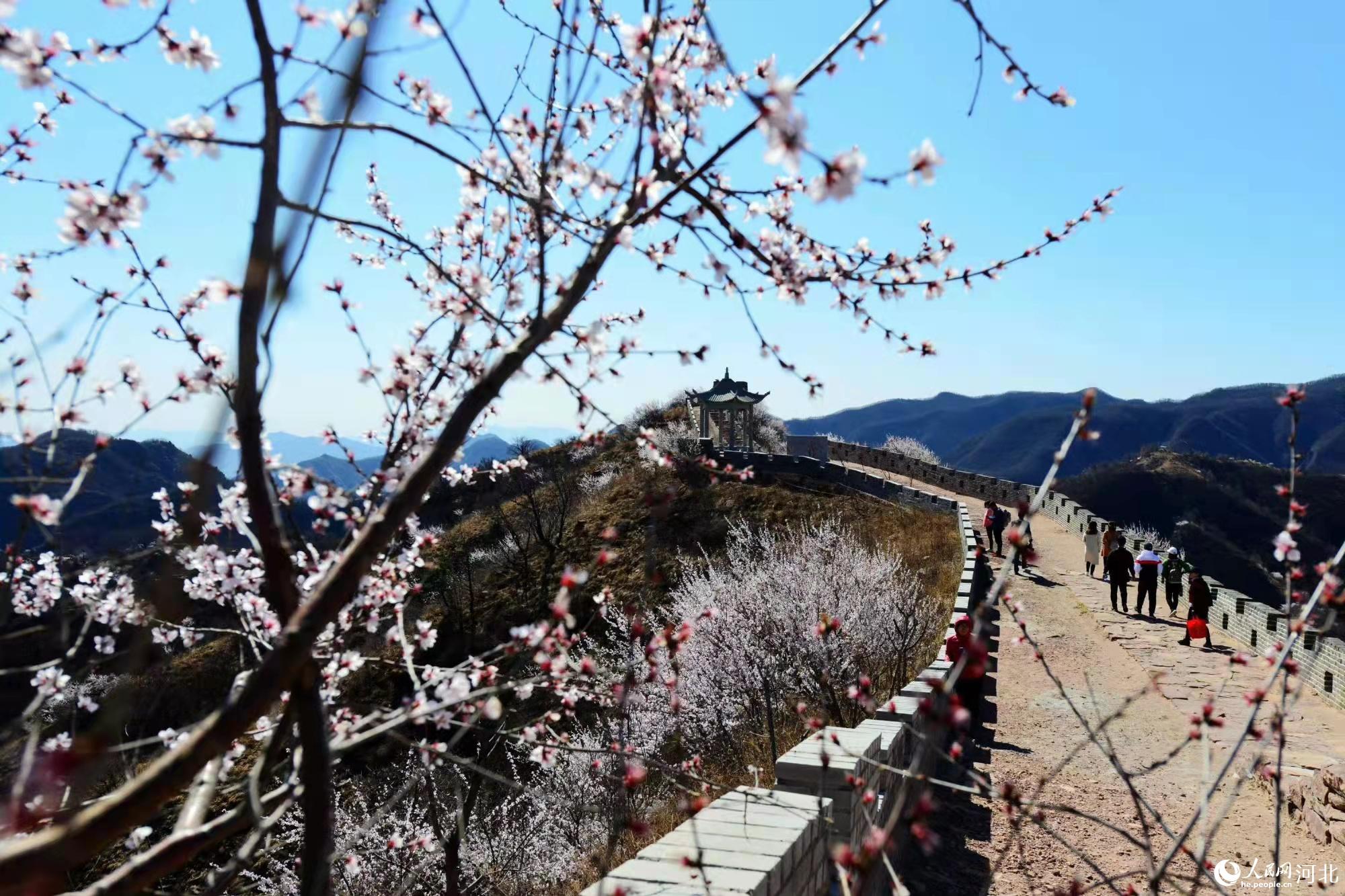 邢臺九龍峽景區(qū)鮮花盛開。 馬健攝