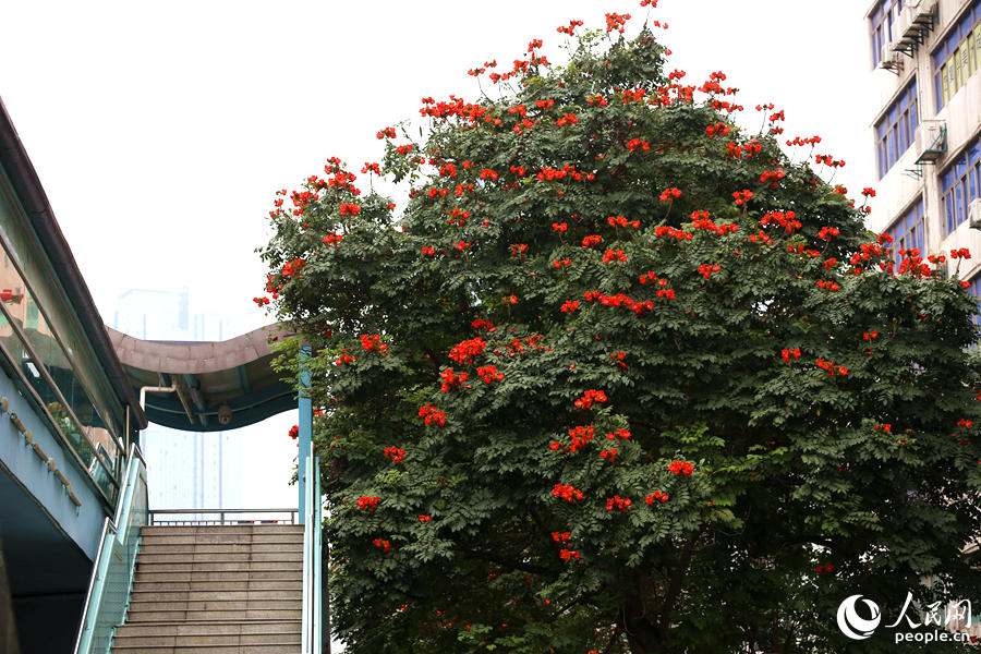 廈門(mén)市金榜公園BRT站旁的火焰木。人民網(wǎng) 陳博攝