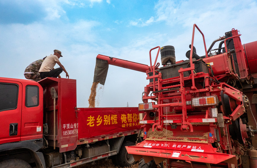 魯山縣組織多種形式的志愿隊(duì)伍，幫助困難群眾解決夏收夏種難題。葉全花攝