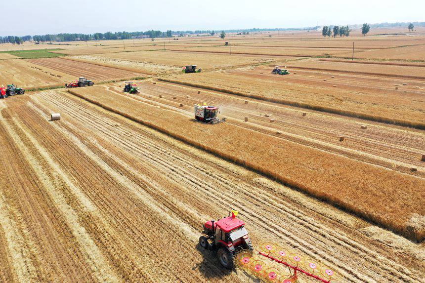 收割現(xiàn)場。吳波攝