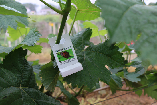 綠色的水果枝葉上掛著赤眼蜂卵卡。受訪單位供圖