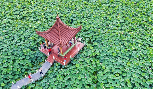 圖為金湖萬畝荷花蕩。陳義寶攝