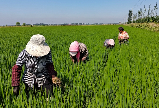 7月15日，農(nóng)民在河北省玉田縣石臼窩鎮(zhèn)王家樓村稻田勞作。 張仁杰攝