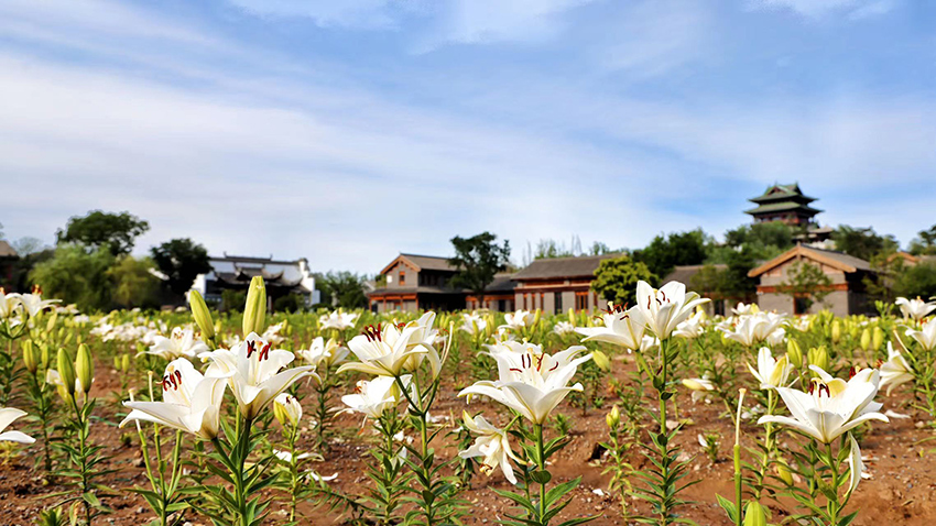 北京世園公園百合陸續(xù)盛放。（北京世園公園供圖）