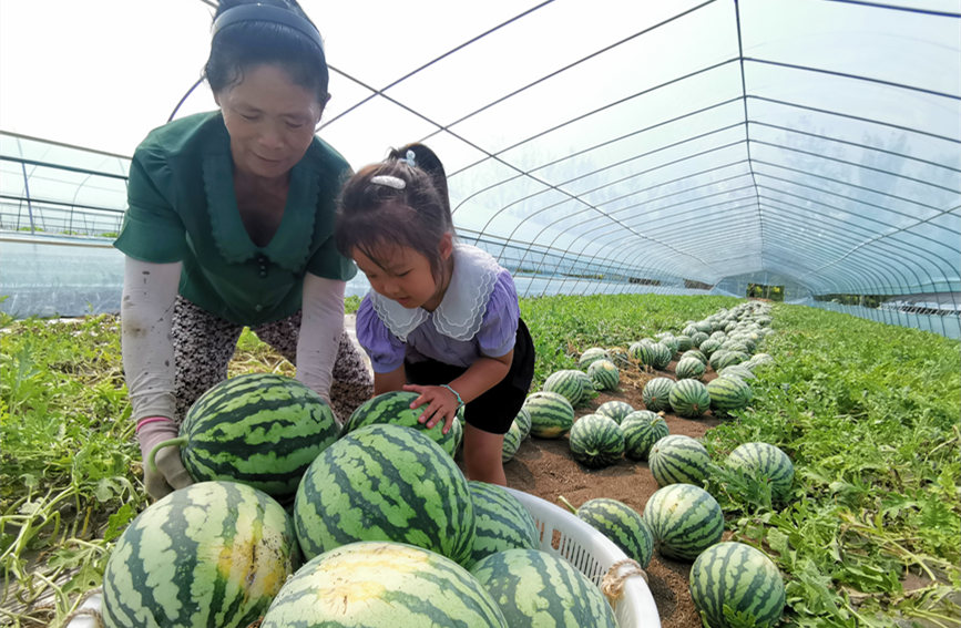 在北辰區(qū)雙街鎮(zhèn)的西瓜種植基地內(nèi)，種植農(nóng)戶們正忙著采收。陳立興攝