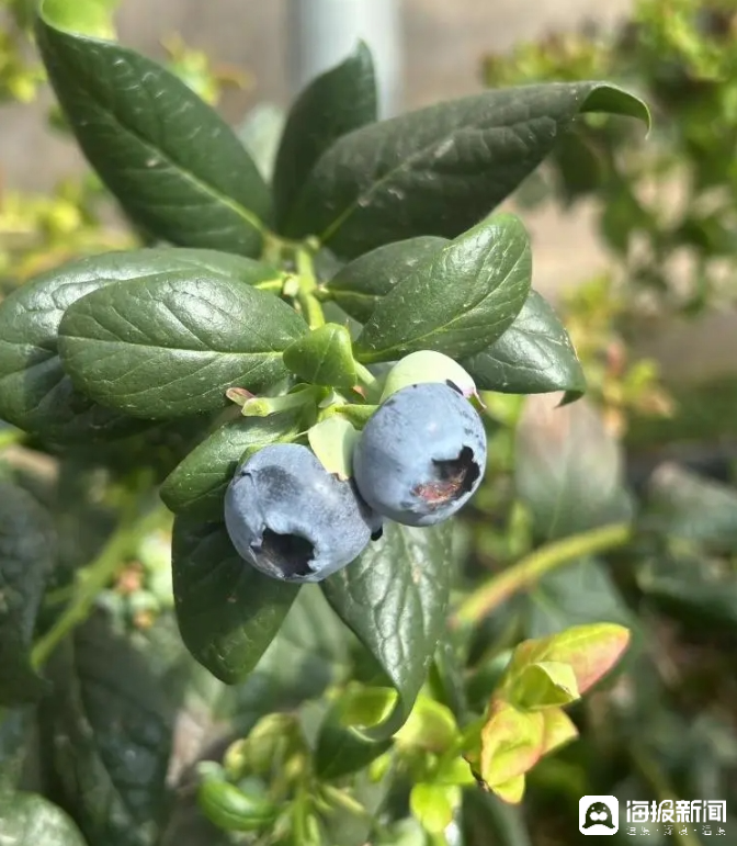 西瓜、藍(lán)莓、草莓上高原！山東濰坊援藏組因地制宜打造特色蔬菜發(fā)展中心