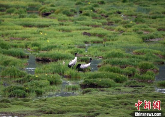 圖為祁連山國(guó)家公園青海片區(qū)內(nèi)的黑頸鶴。　祁連山國(guó)家公園青海省管理局供圖 攝