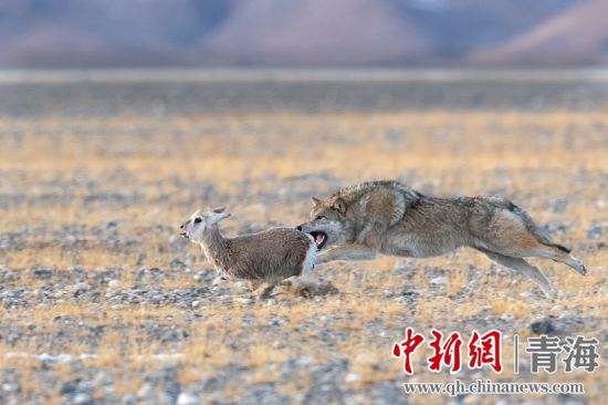 圖為獲獎(jiǎng)作品。同海元供圖