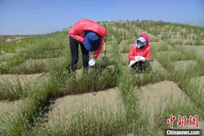 圖為工作人員在調(diào)查沙障技術(shù)成果。　張登山 攝