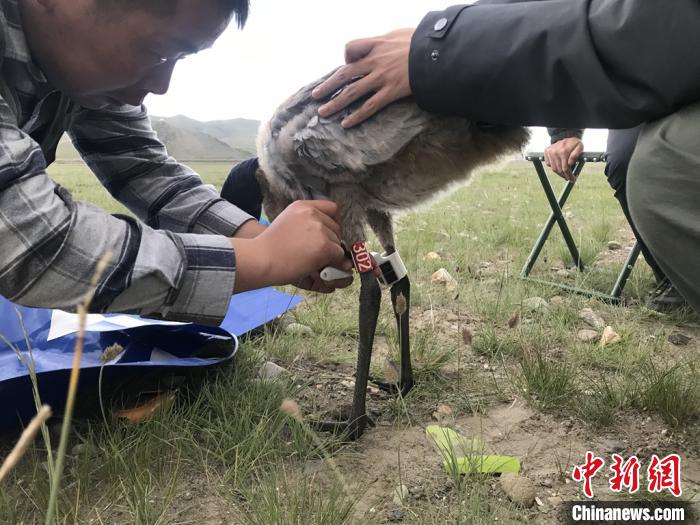 圖為研究人員為黑頸鶴佩戴GPS跟蹤設(shè)備。祁連山國家公園青海省管理局供圖