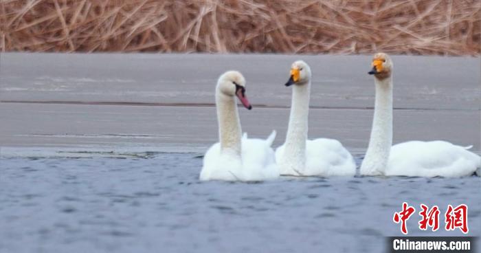 圖為疣鼻天鵝與大天鵝。　青海國家公園觀鳥協(xié)會供圖 攝