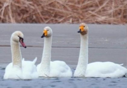 圖為疣鼻天鵝與大天鵝?！∏嗪夜珗@觀鳥協(xié)會供圖 攝