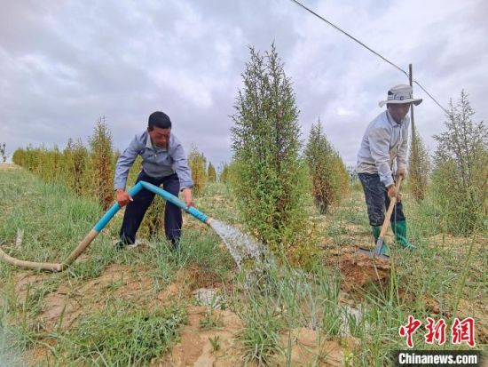 圖為扎西和村民給樹澆水?！∑钤鲚怼z