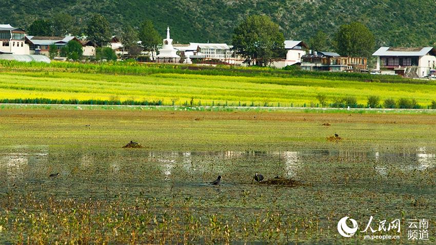 納帕海成為鳥類遷徙停留地。呂昊辰攝