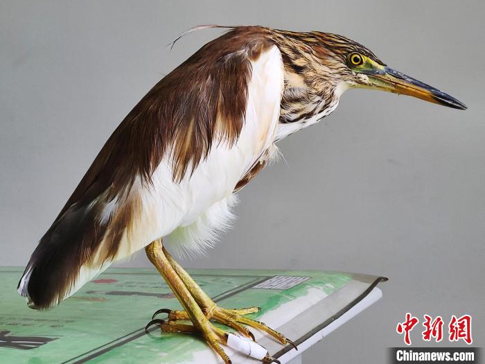 圖為被救助的國家一級重點(diǎn)保護(hù)動物池鷺?！×鴿商?攝