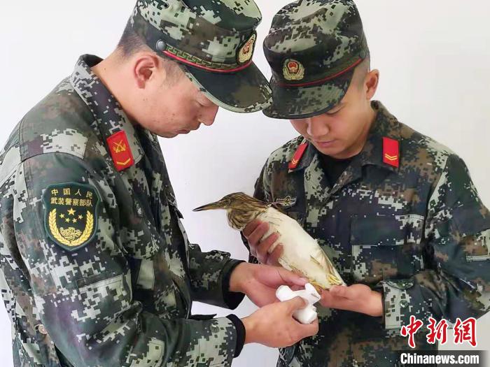 圖為武警官兵正在為國家一級重點(diǎn)保護(hù)動物池鷺包扎?！×鴿商?攝