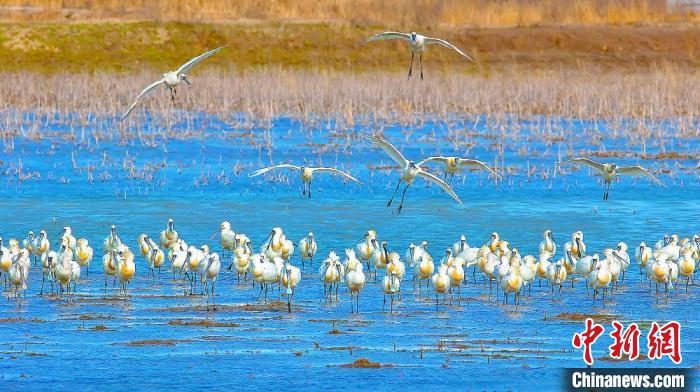 沿海濕地，鳥類天堂?！←}城市委宣傳部供圖