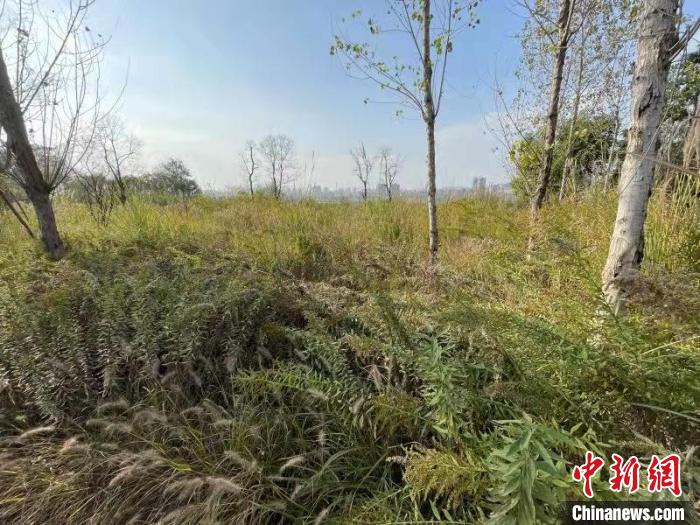 發(fā)現(xiàn)的加拿大一枝黃花?！畈?攝