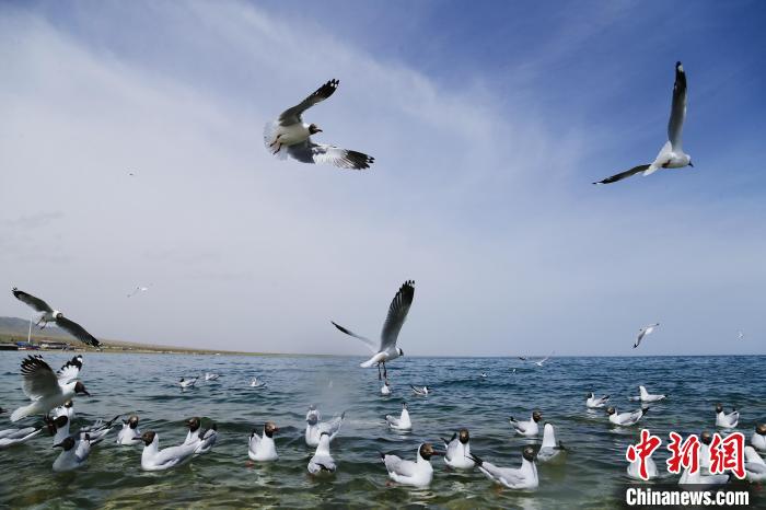 圖為水鳥在青海湖飛翔。　馬銘言 攝