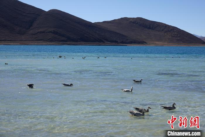 圖為過冬的候鳥在羊湖游弋?！∪轿木?攝