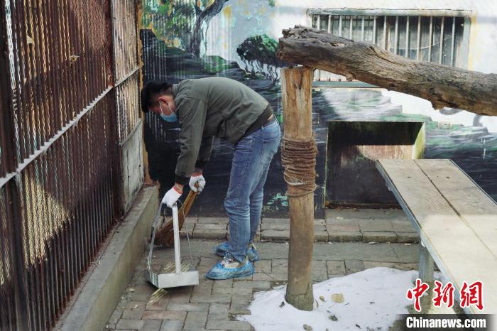 圖為雪豹“奶爸”史壽軍正在打掃豹館衛(wèi)生。　馬銘言 攝